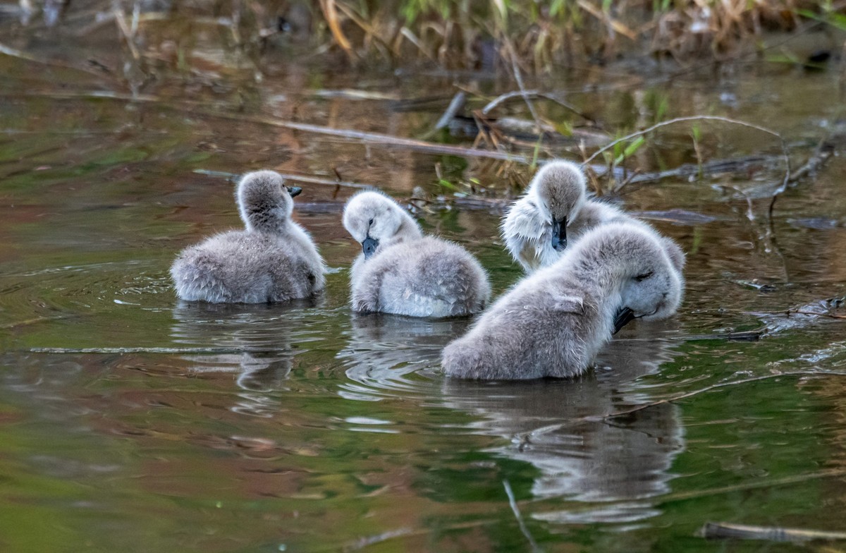 黑天鹅的一家子（二十）
