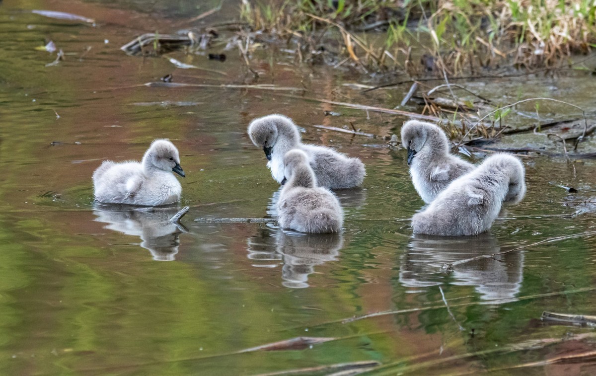 黑天鹅的一家子（二十）