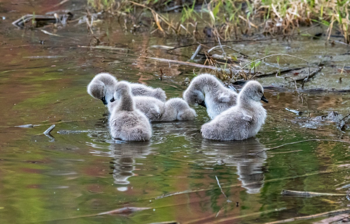 黑天鹅的一家子（二十）