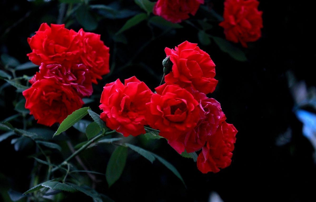 墙花  2