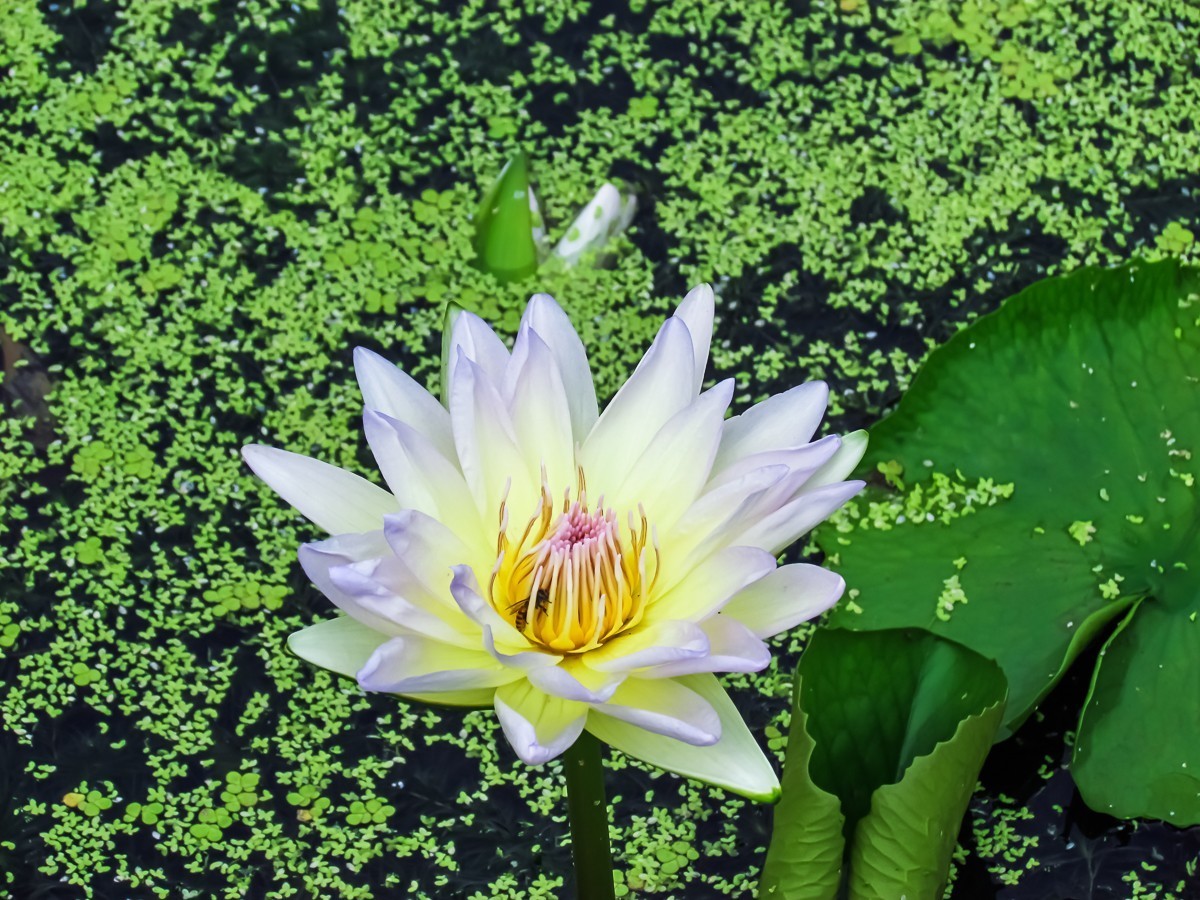 睡莲