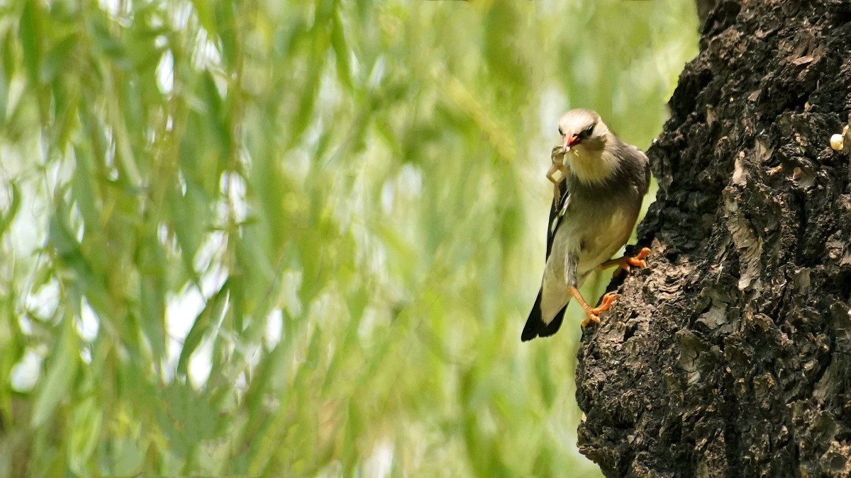 叼住青蛙不撒嘴