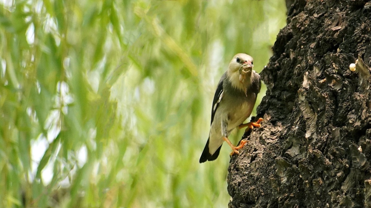 叼住青蛙不撒嘴
