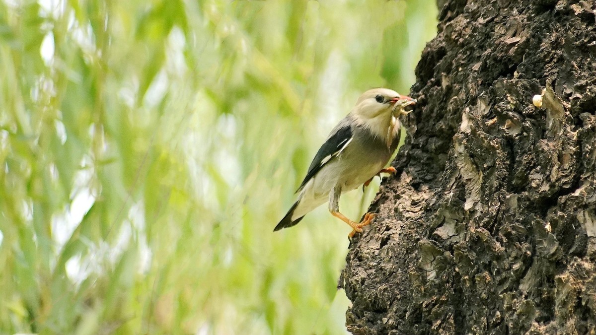 叼住青蛙不撒嘴
