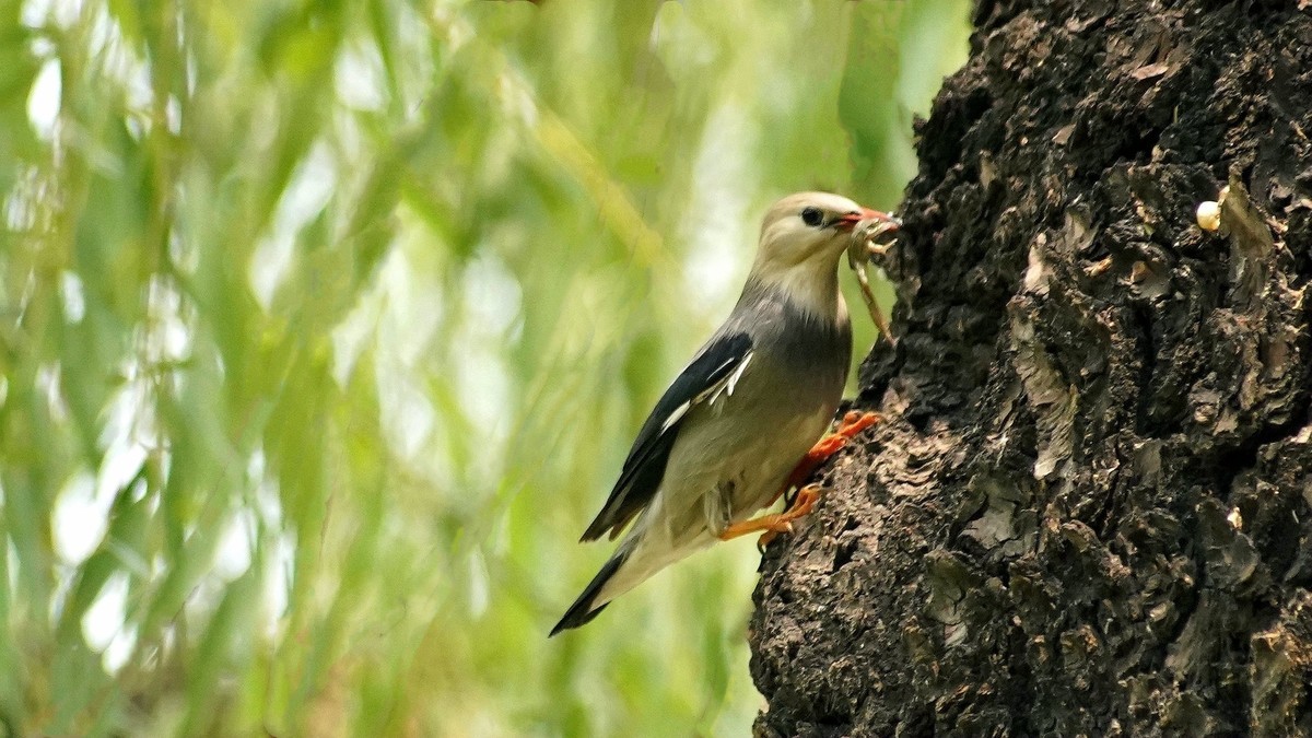 叼住青蛙不撒嘴