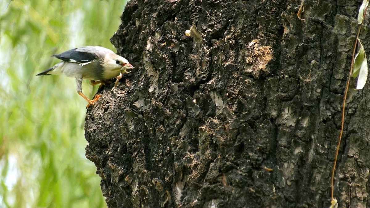 叼住青蛙不撒嘴