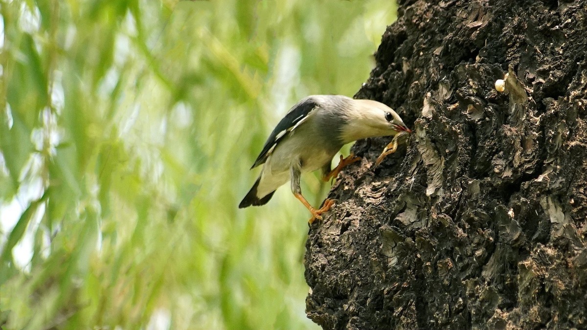 叼住青蛙不撒嘴