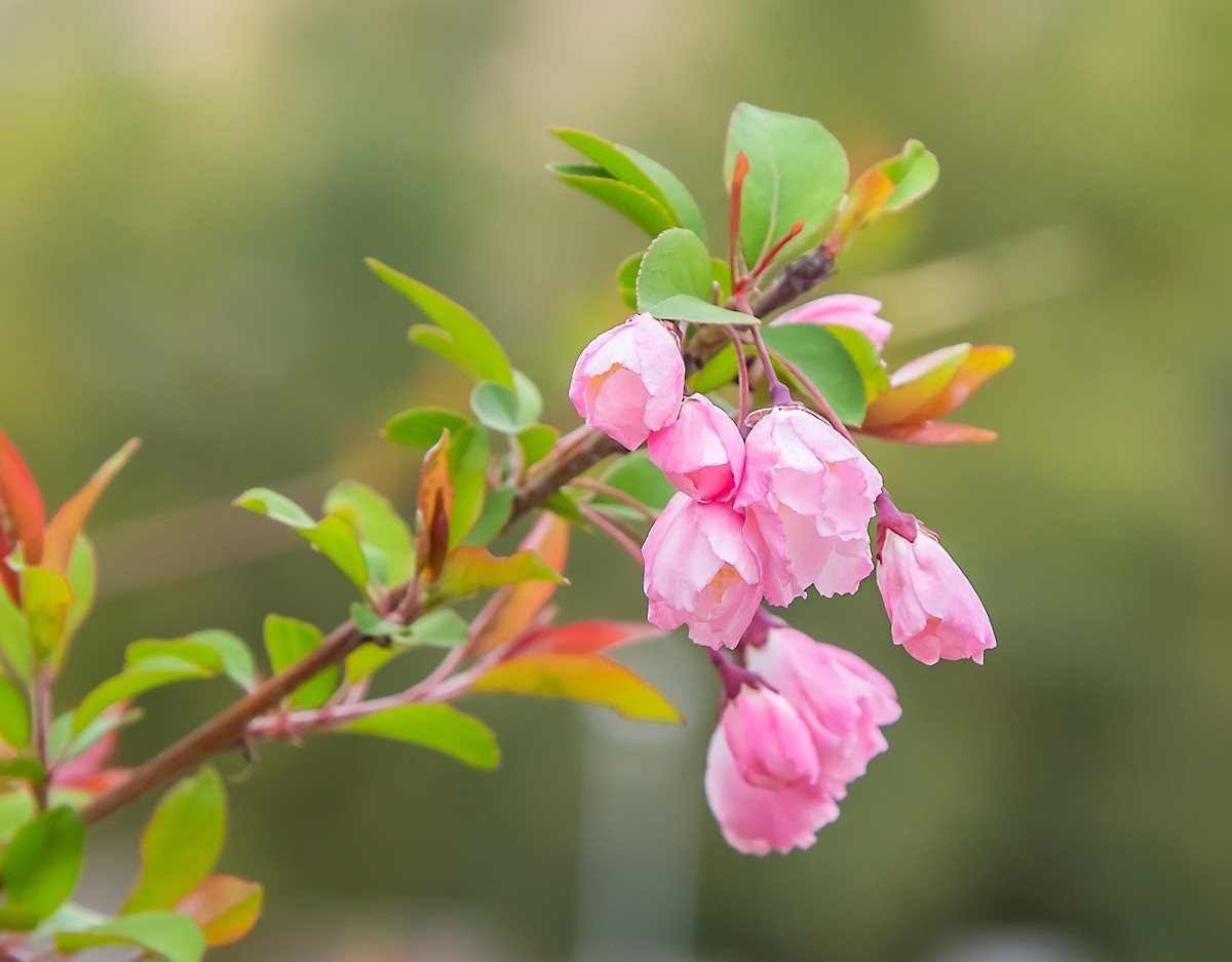 20220322春天的使者垂丝海棠花