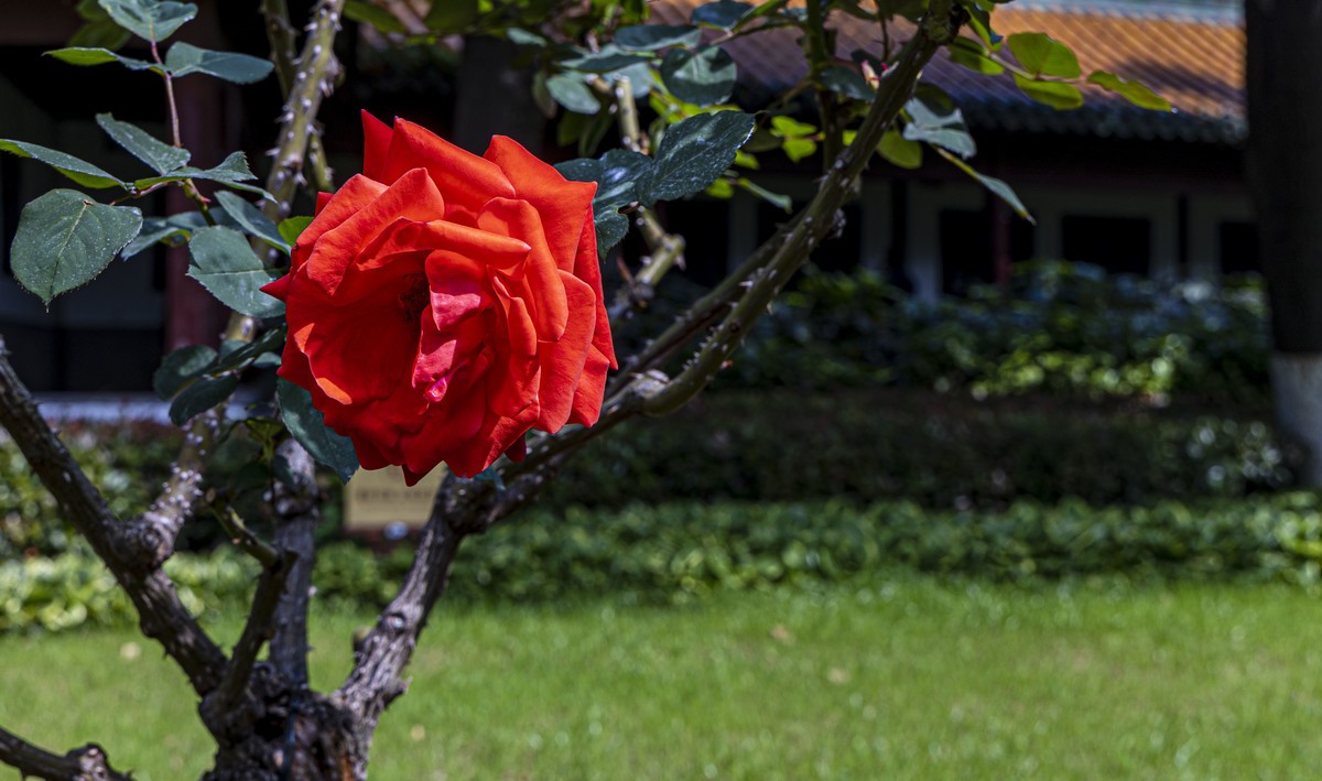 阅江楼风景独好！