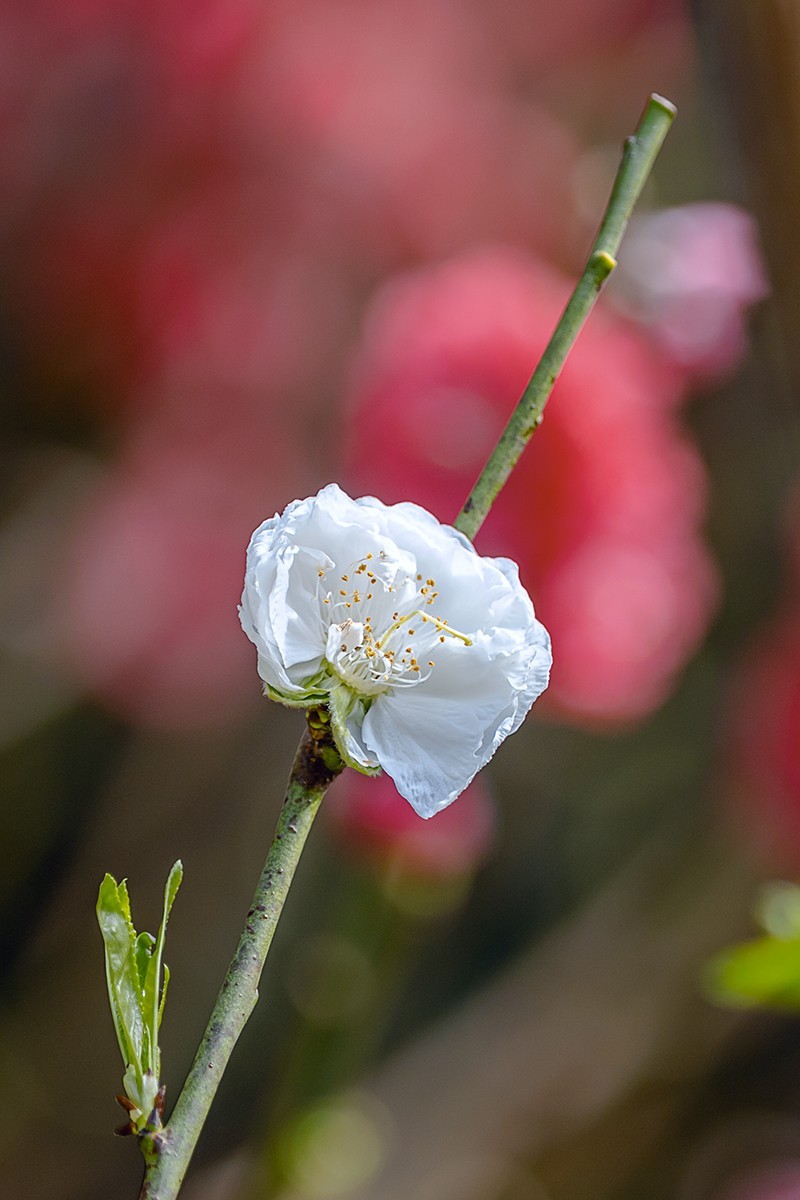 2022花城看花（27）：桃花（白碧）