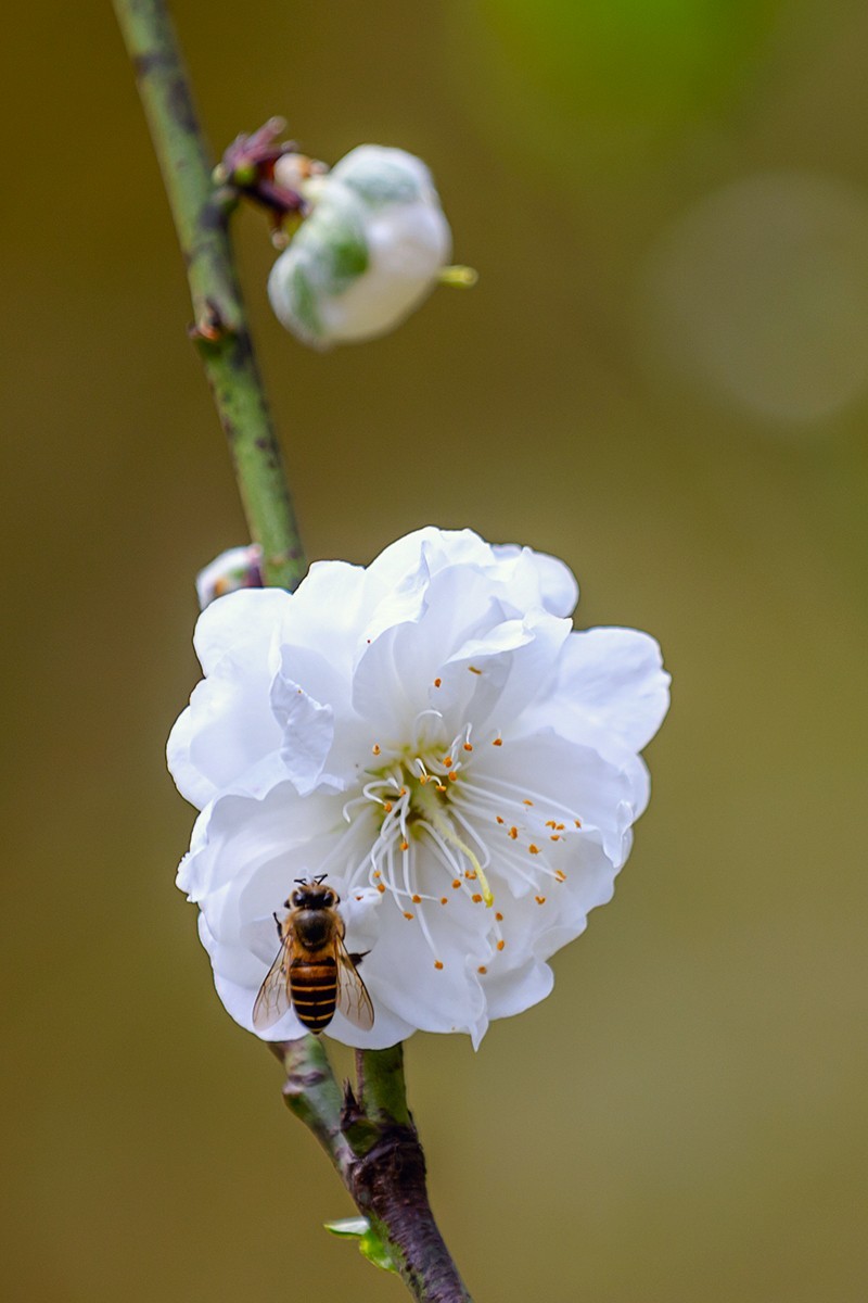2022花城看花（27）：桃花（白碧）