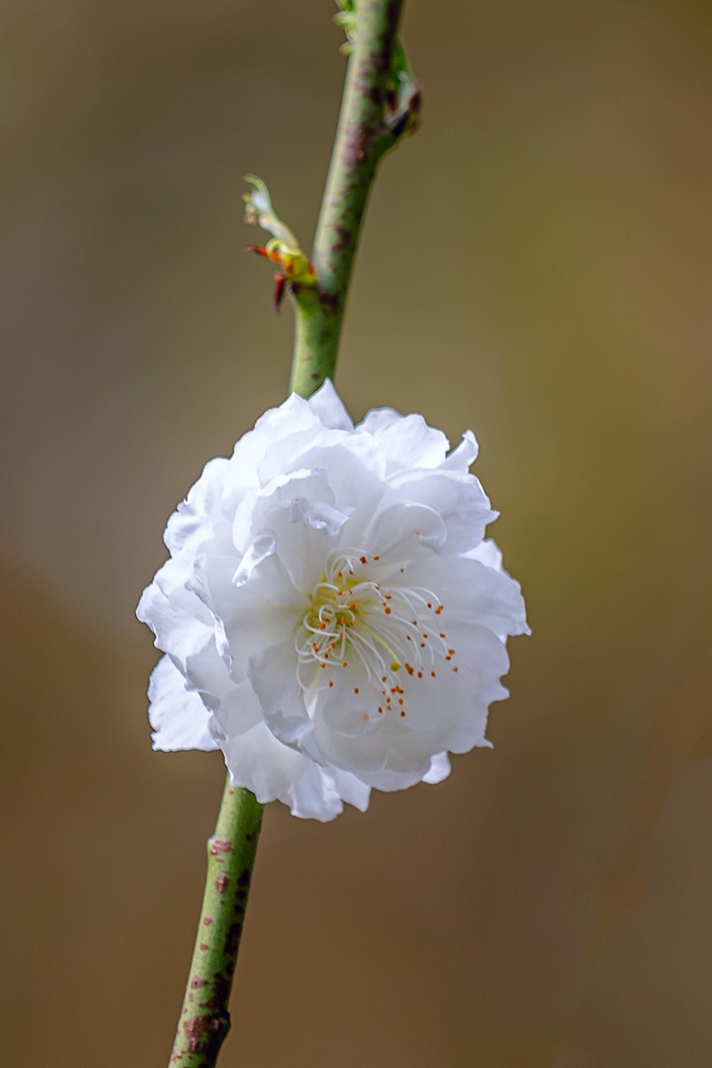 2022花城看花（27）：桃花（白碧）
