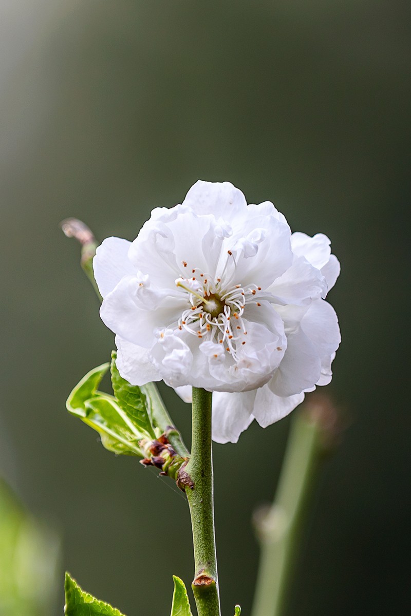 2022花城看花（27）：桃花（白碧）