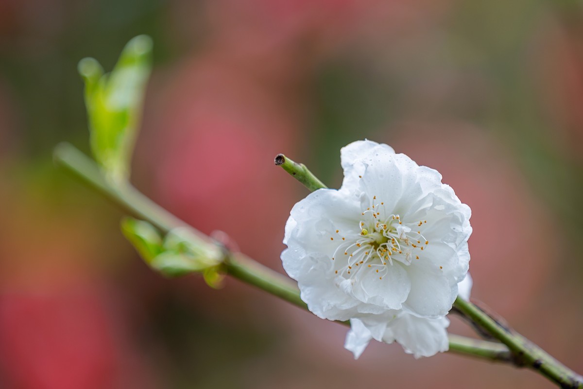 2022花城看花（27）：桃花（白碧）