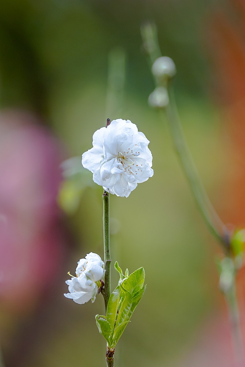 2022花城看花（27）：桃花（白碧）