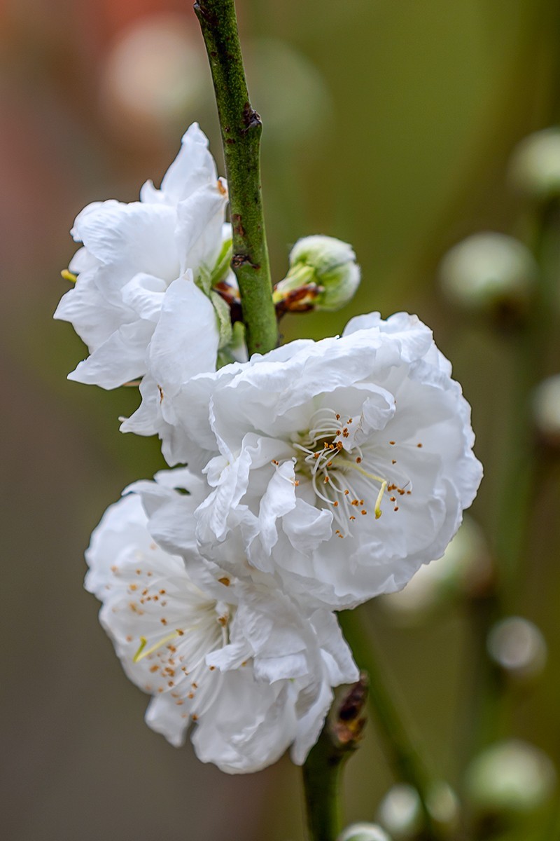 2022花城看花（27）：桃花（白碧）