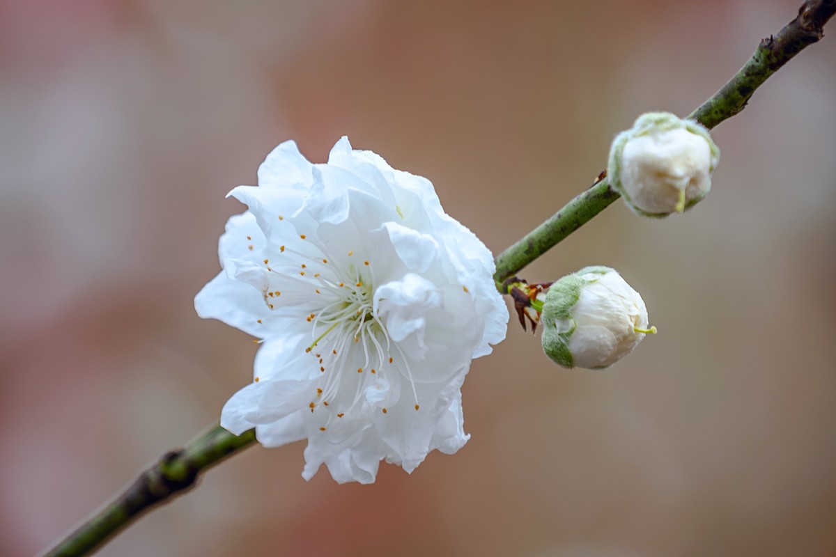 2022花城看花（27）：桃花（白碧）