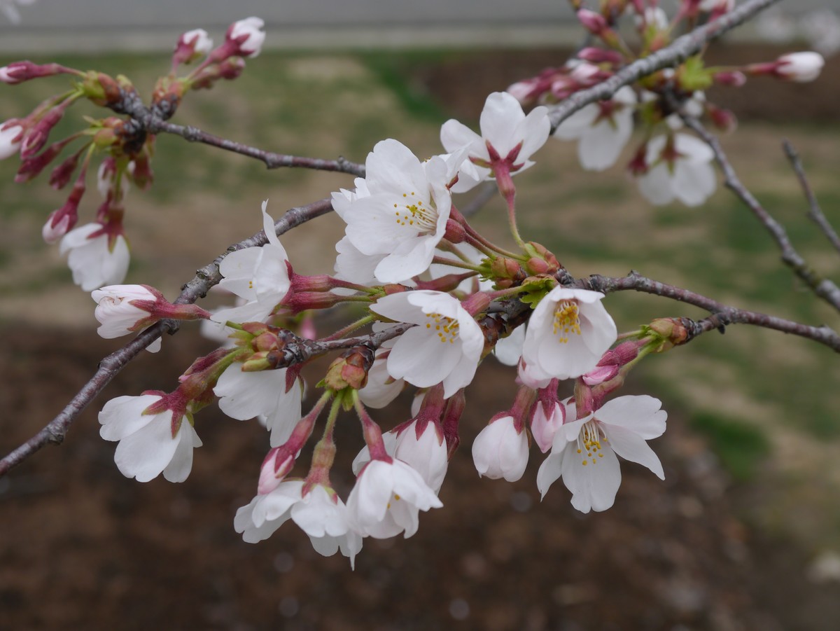 江南行之上海篇-辰山植物园赏花（3）