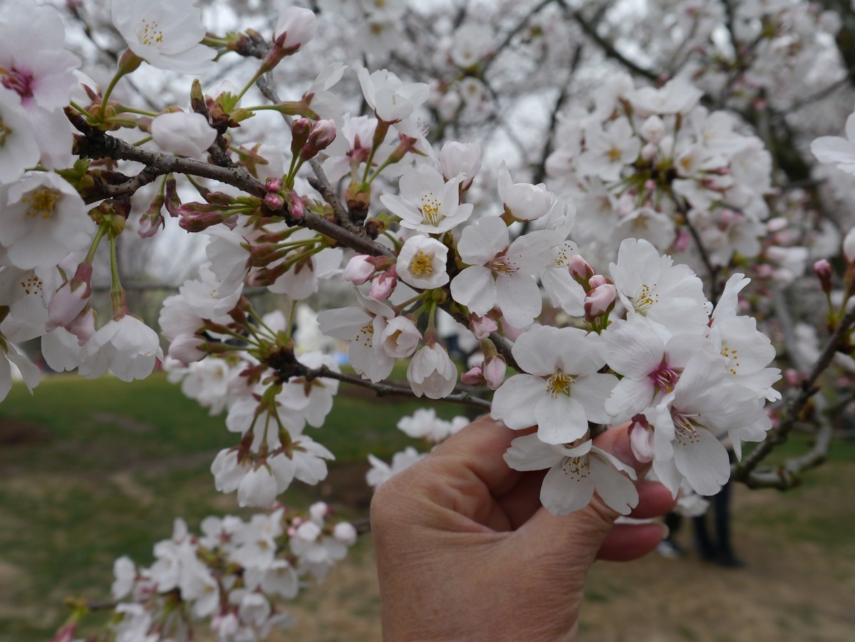 江南行之上海篇-辰山植物园赏花（3）