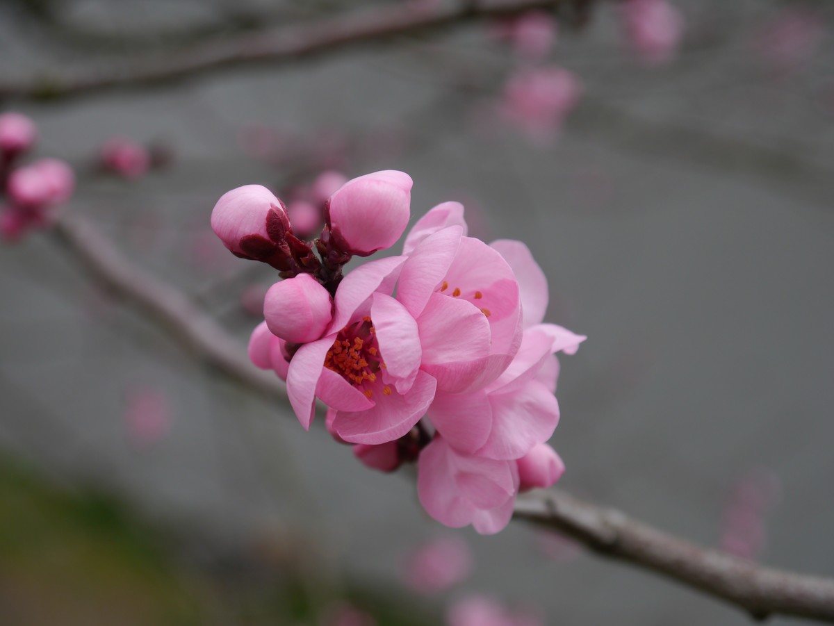 江南行之上海篇-辰山植物园赏花（3）