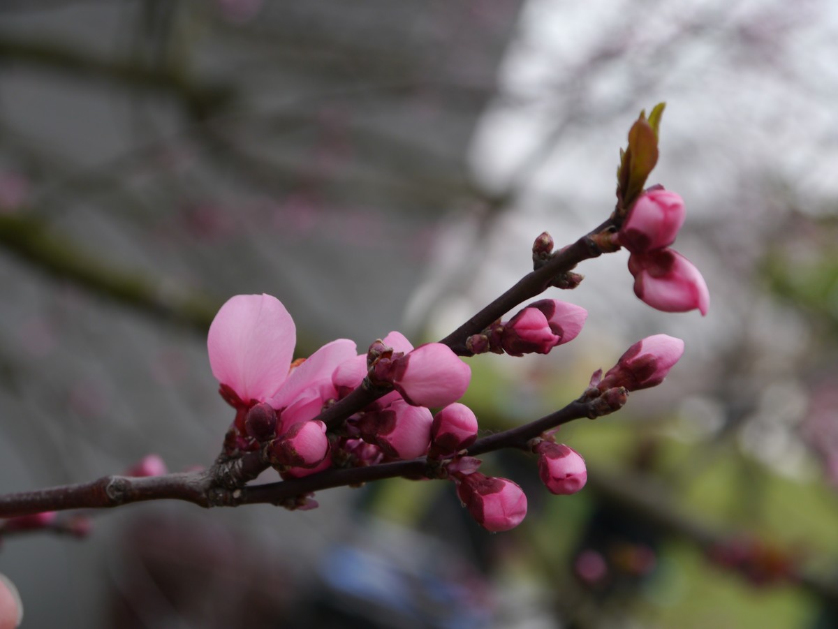 江南行之上海篇-辰山植物园赏花（3）