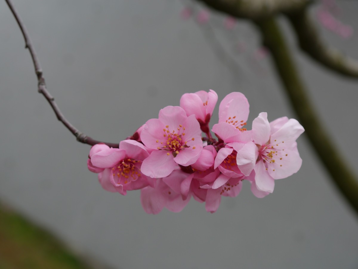江南行之上海篇-辰山植物园赏花（3）