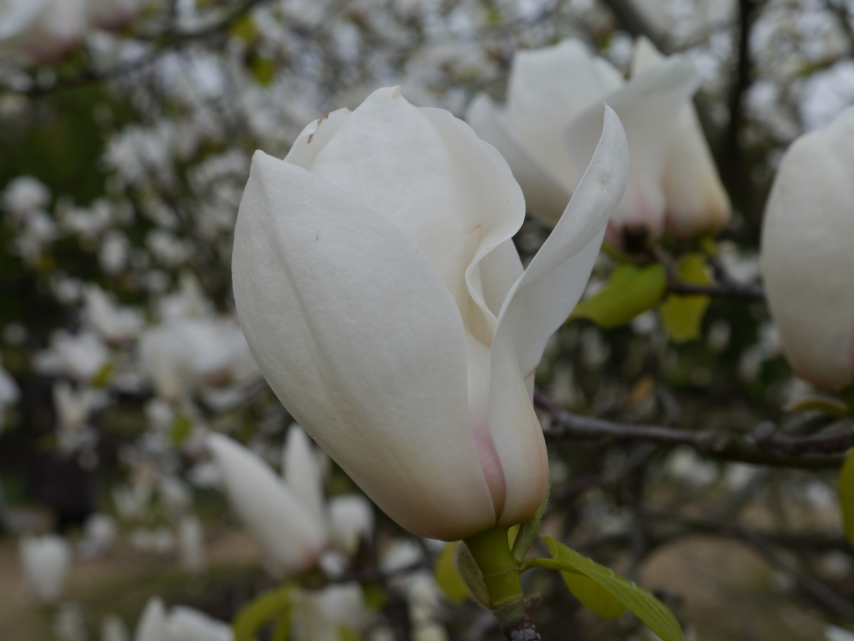 江南行之上海篇-辰山植物园赏花（3）