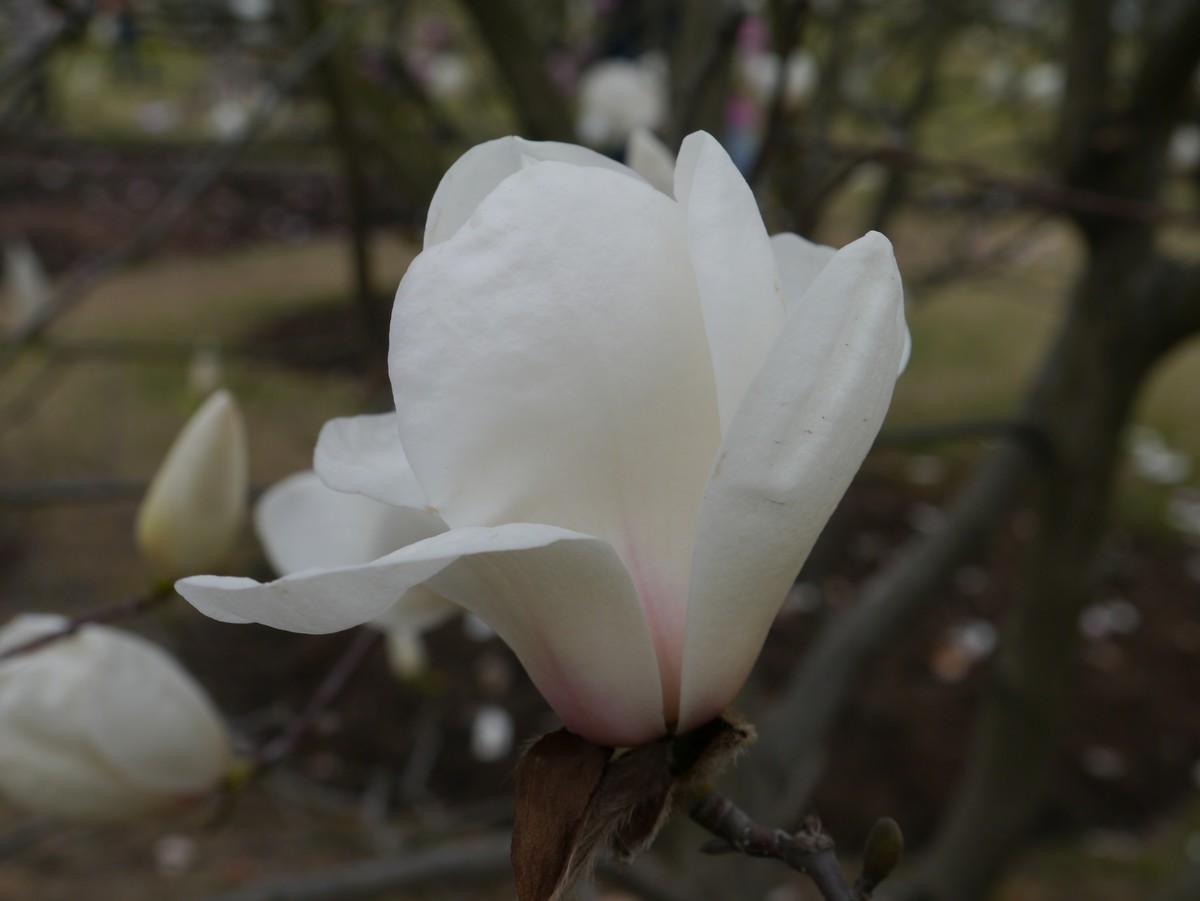 江南行之上海篇-辰山植物园赏花（3）