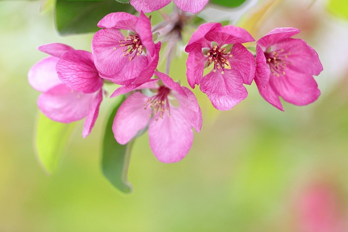 春天的向往-年年岁岁花相似，岁岁年年人不同！