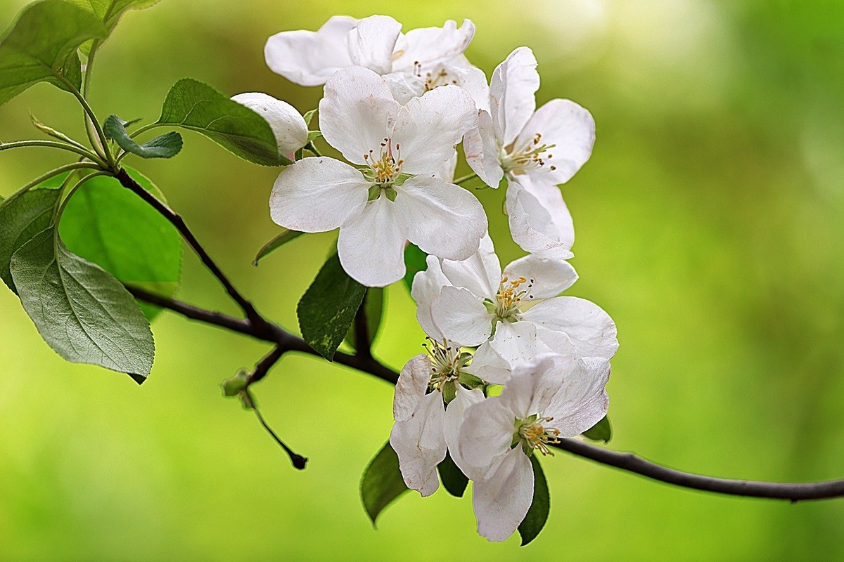 春天的向往-年年岁岁花相似，岁岁年年人不同！