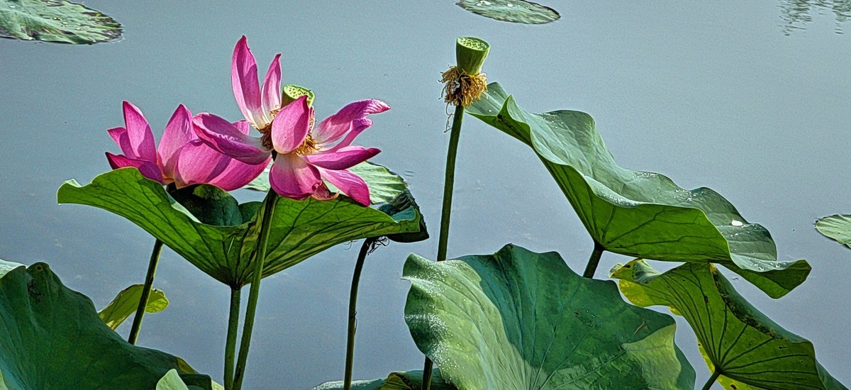 拍秋荷（手机版）