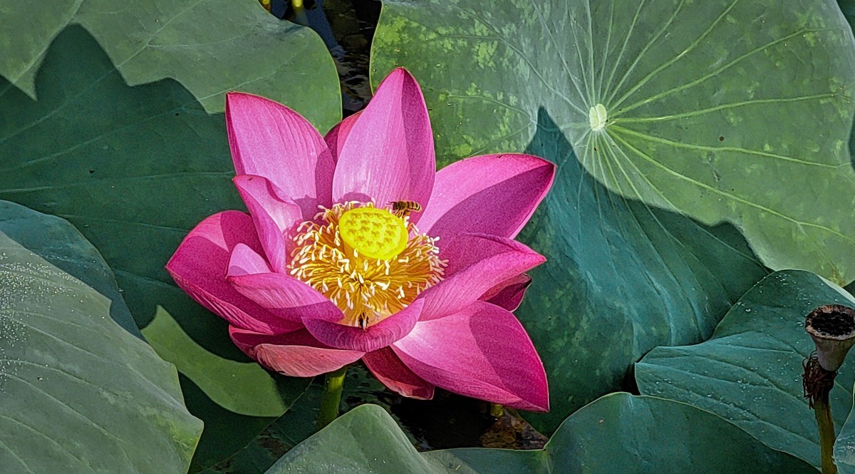 拍秋荷（手机版）