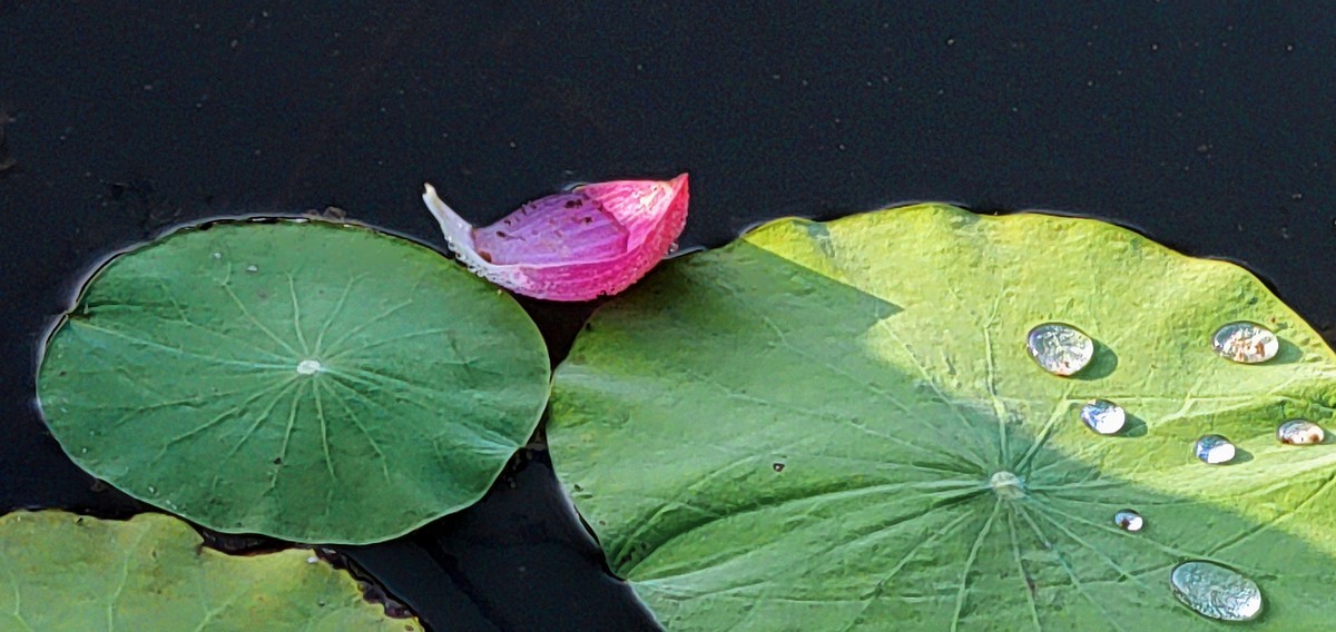 拍秋荷（手机版）