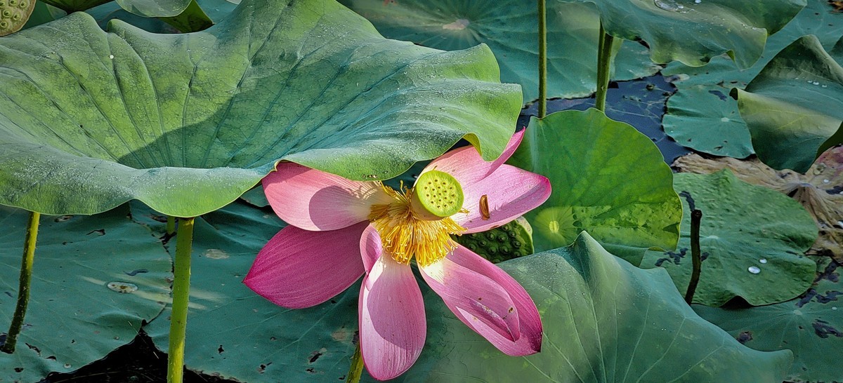 拍秋荷（手机版）