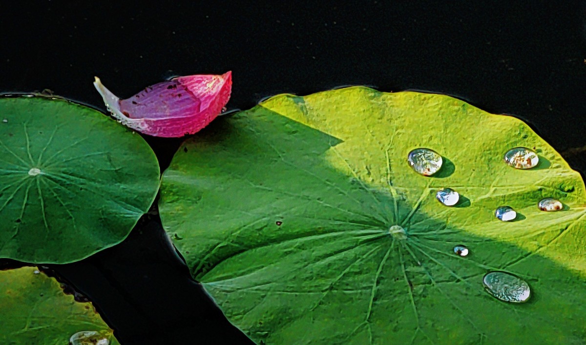 拍秋荷（手机版）