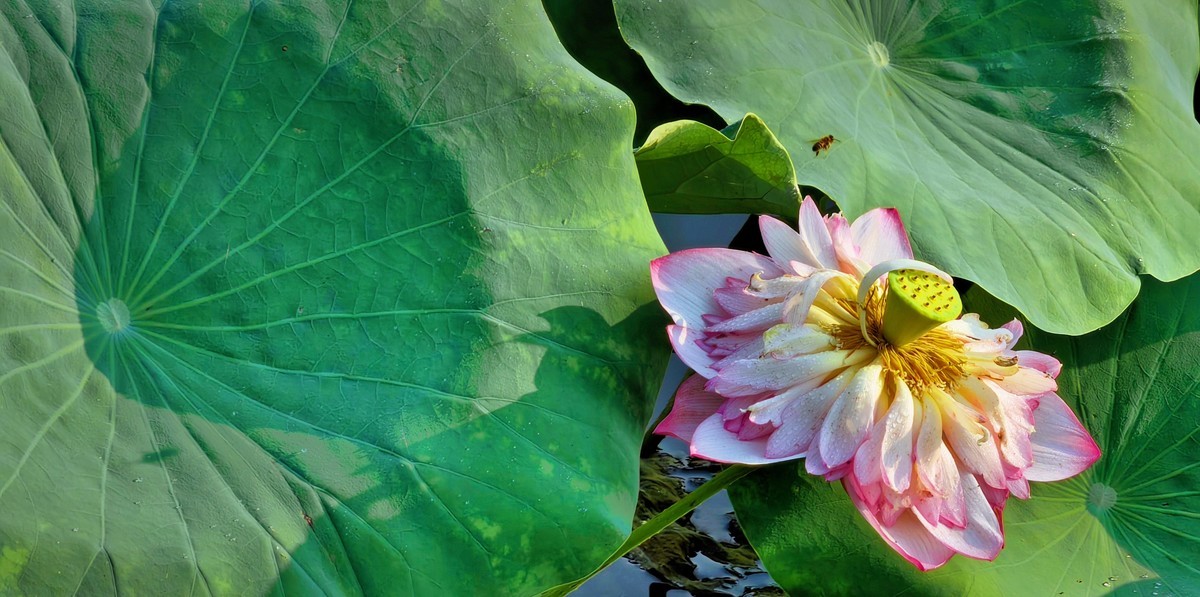 拍秋荷（手机版）