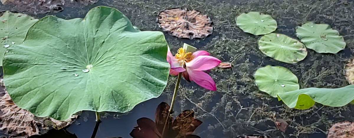 拍秋荷（手机版）