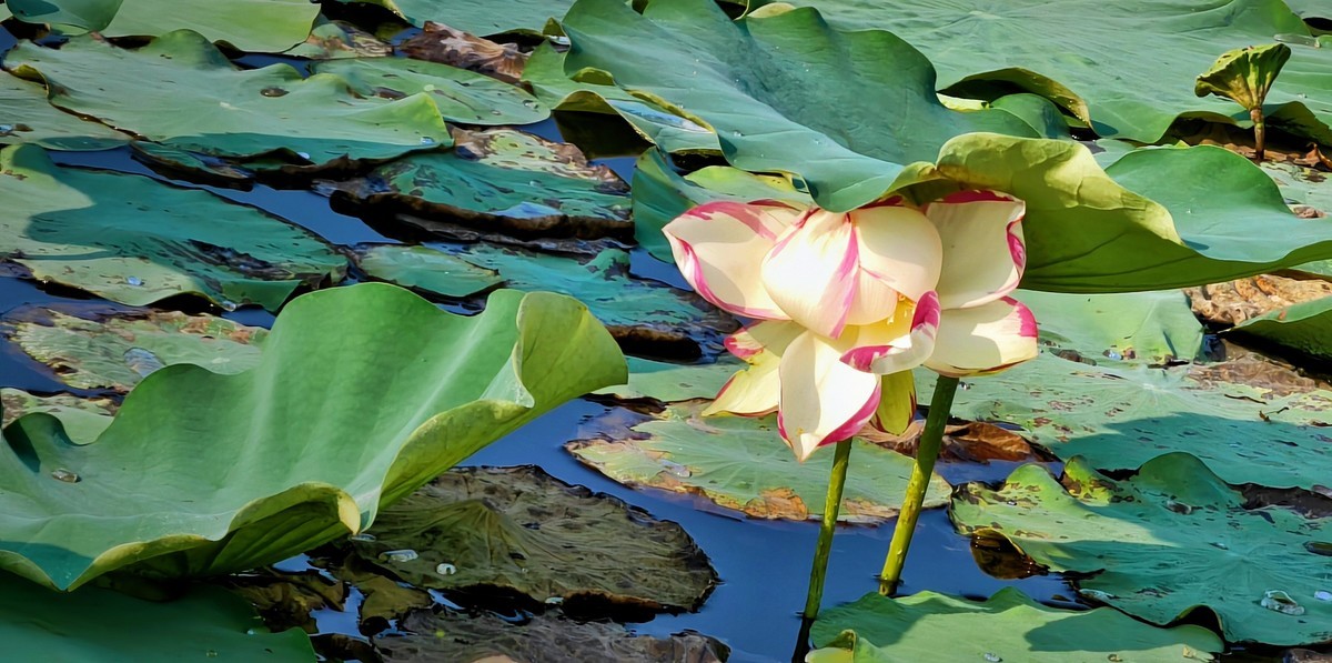 拍秋荷（手机版）