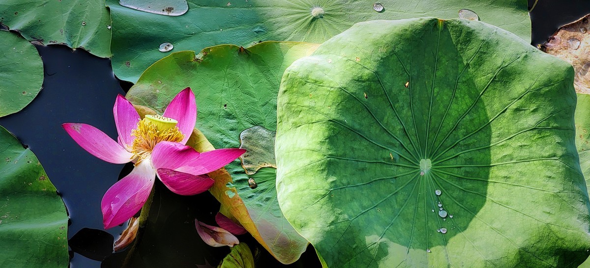 拍秋荷（手机版）