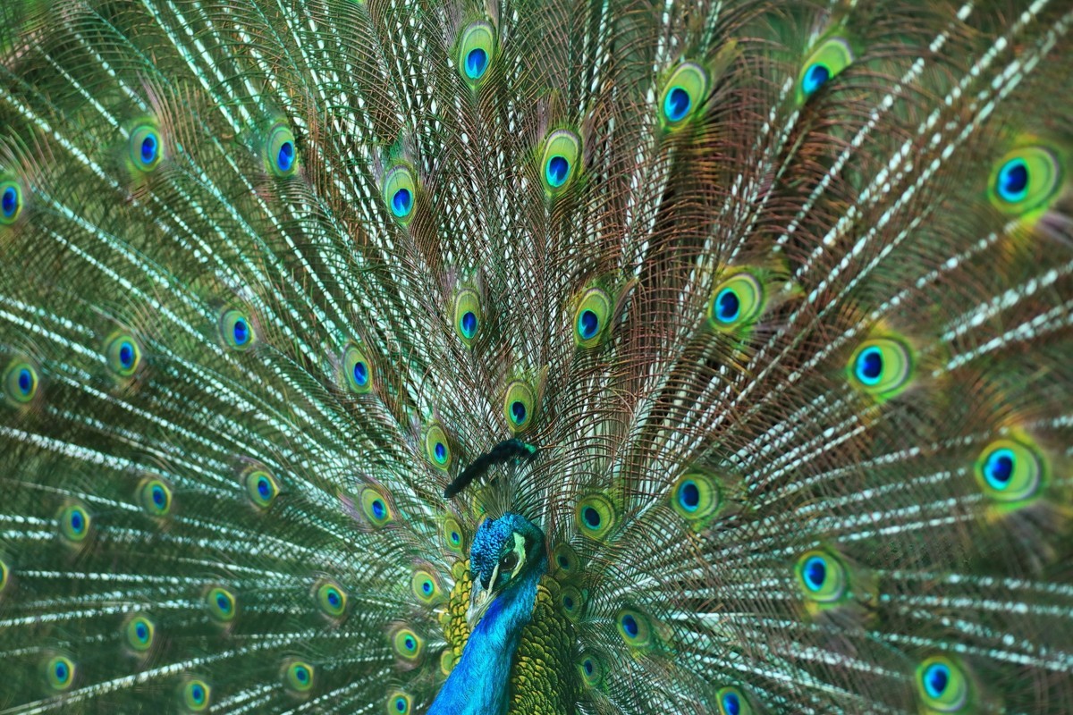 ȸ
