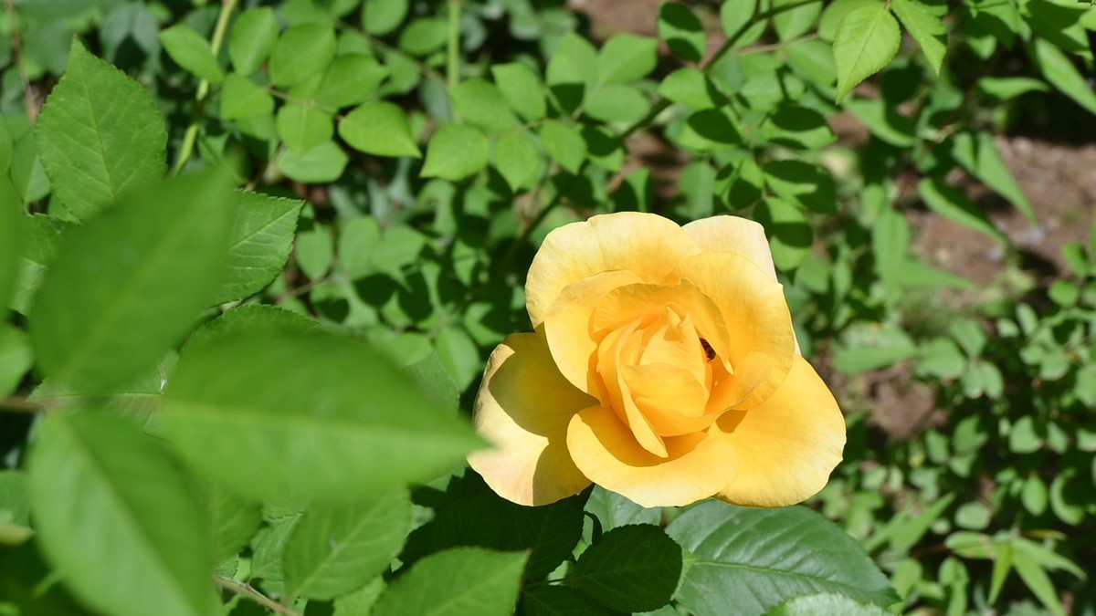黄花