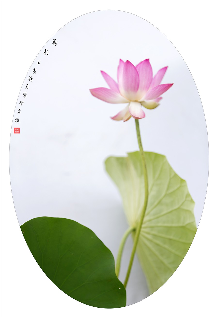 荷花摄影作品--小结贴