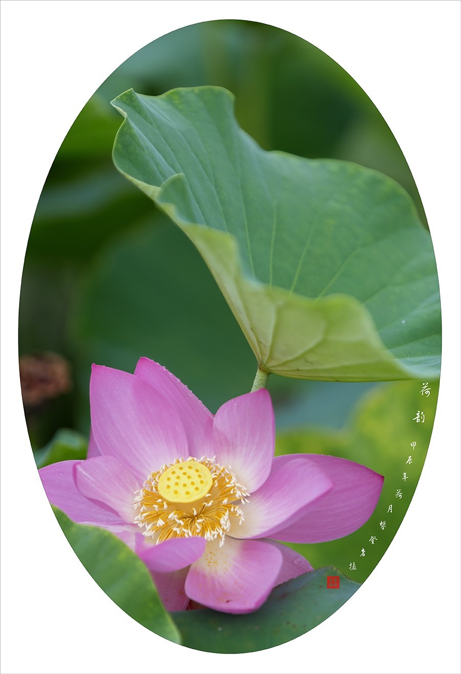 荷花摄影作品--小结贴