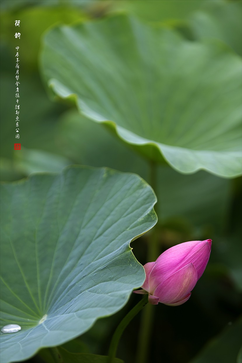 荷花摄影作品--小结贴