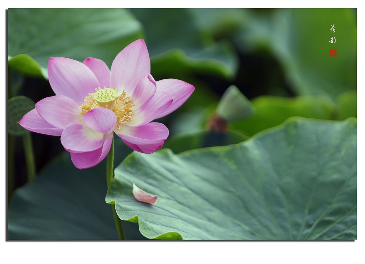 荷花摄影作品--小结贴