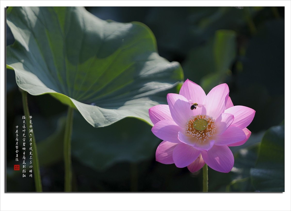 荷花摄影作品--小结贴