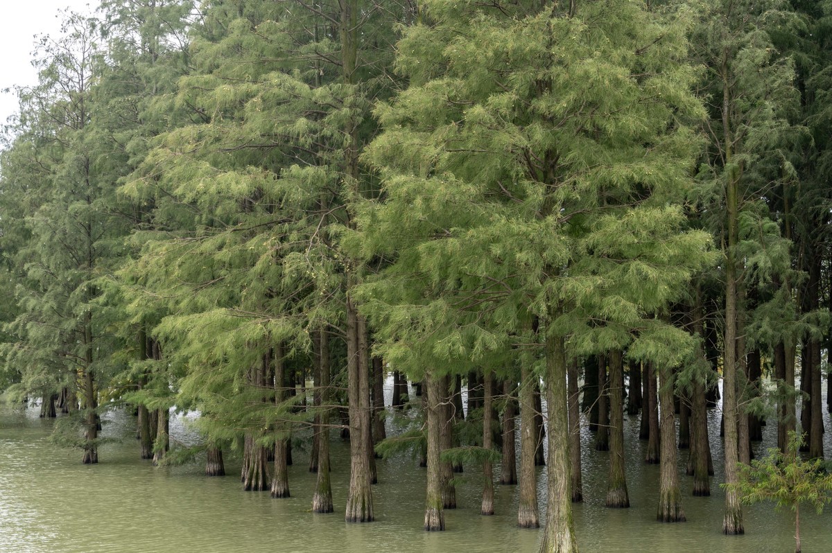 庐州印象（388）