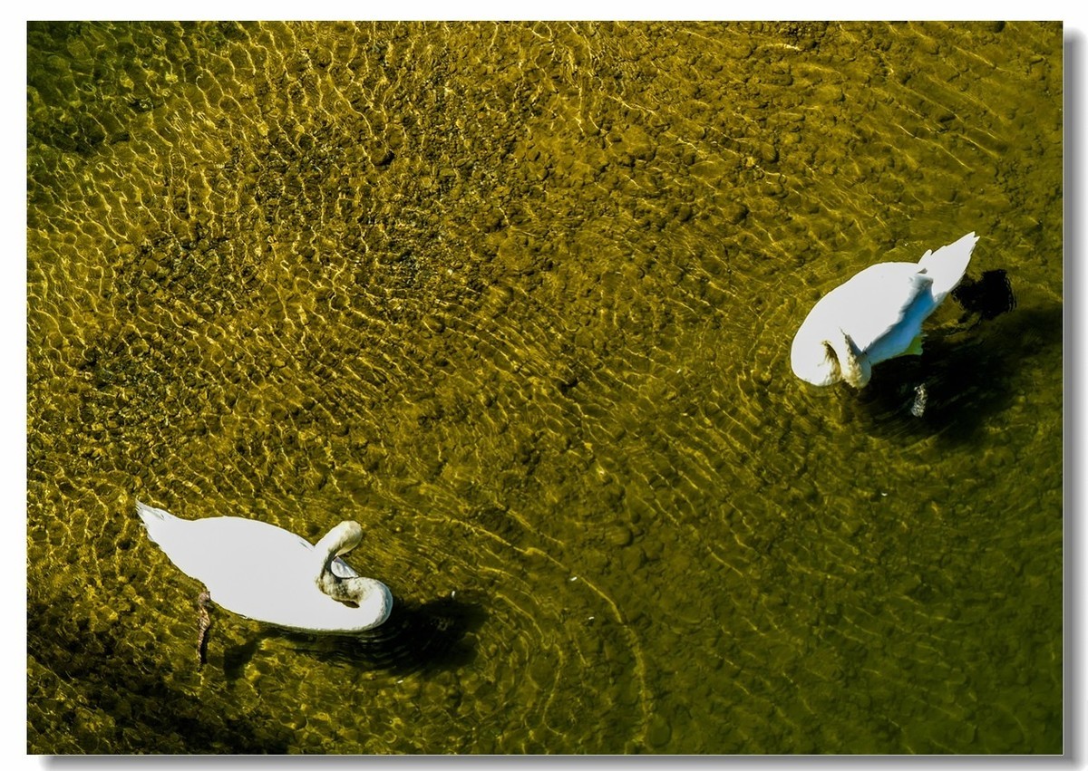 “莱茵河”写真