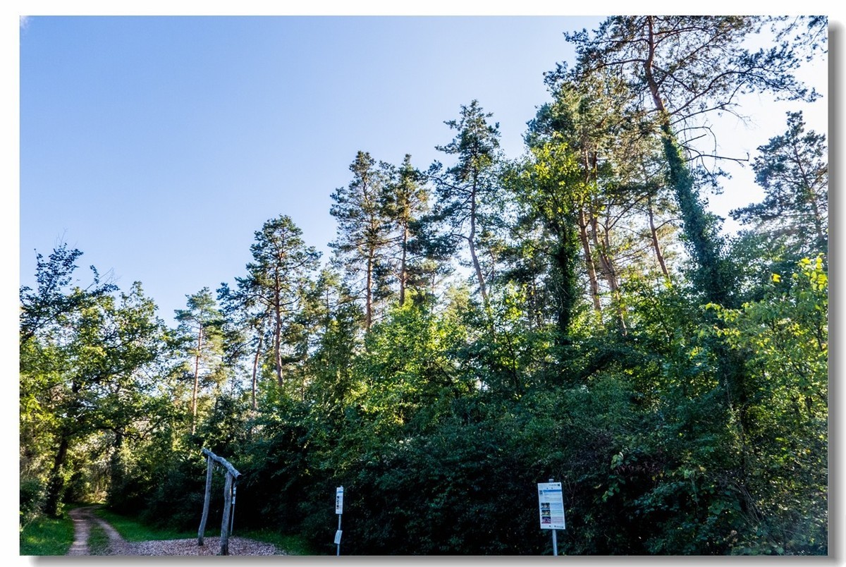骑行间纪实（南德莱茵河岸画廊）
