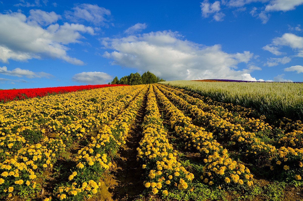 2019年Japan游拍-54